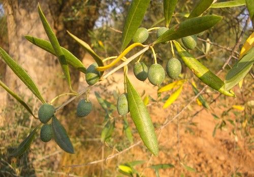 Andalucía recibirá 43 millones de euros para fomentar la competitividad, la modernización y bioseguridad del sector agrario