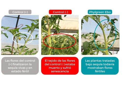 Así es la probada eficacia de Phylgreen® contra el estrés abiótico en cultivos hortícolas