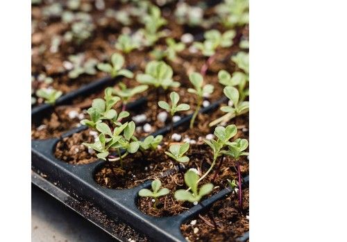 Soluciones para la fertilización en agricultura ecológica que no conocías de la mano de Herogra Fertilizantes