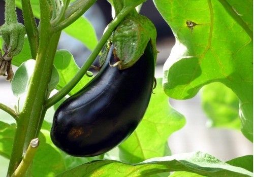El lamuyo se recupera mientras la berenjena llega al euro