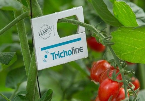 Bioline Iberia presenta en el Congreso VIO sus exclusivos sistemas de suelta de control biológico