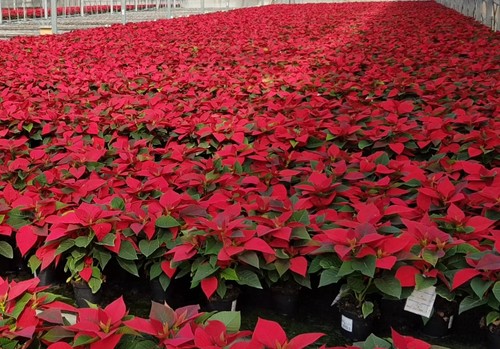 El sector de planta ornamental inicia la campaña ‘El color de la Navidad’