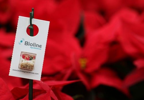 El control biológico, cada vez más presente en los cultivos de poinsettia en Almería