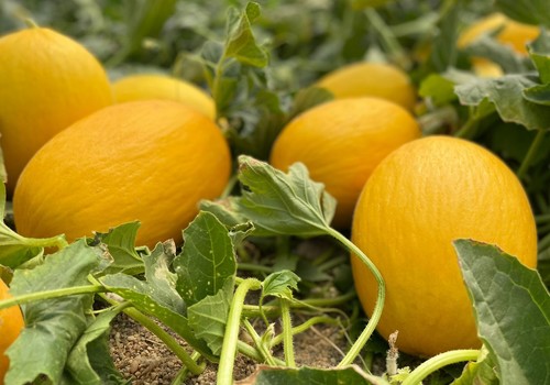 Vegetables by Bayer mantiene su fortaleza en melón amarillo para Almería con Chester y Rochester