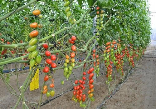 Kenogard ayuda a rentabilizar las producciones con su estrategia BioWin®