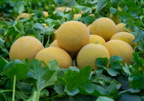 Sabrosón y Sirope, variedades de melón de Hazera que destacan por su calidad interna y postcosecha