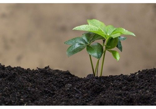 La Gama Herofol Denso® de Herogra Especiales permite desarrollar plantas más altas con un mayor número de frutos
