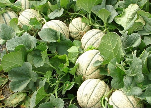Fertilización eficiente para melón  y sandía gracias a Herogra