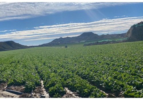 AON NK y EM AGRO de Frabelse permiten cuidar el suelo cultivado y reducir los costes de producción