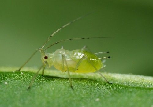 Biobest coloca los pulgones bajo los focos