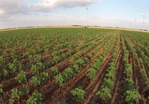 Según la FAO, la erosión del suelo provocará una reducción de la producción de alimentos del 10% en 2050