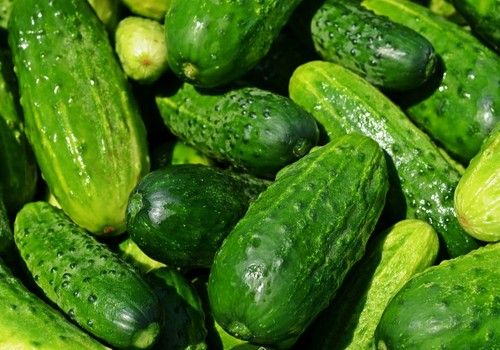 Semana de subida en todas las hortalizas de la pizarra almeriense