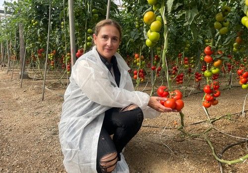Tomatech muestra Cosmostar, el tomate rama calibre G con gran precocidad y calidad