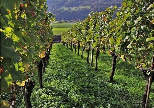 La renta agraria se mantiene estable y alcanza los 28.361 millones de euros