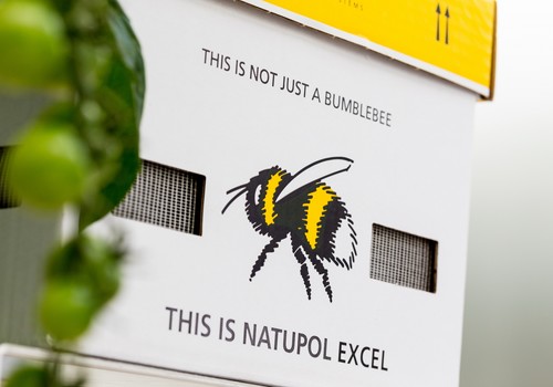 Koppert ayuda a mejorar la polinización con abejorros en invierno con propuestas como Natupol Excel y Vidi Terrum