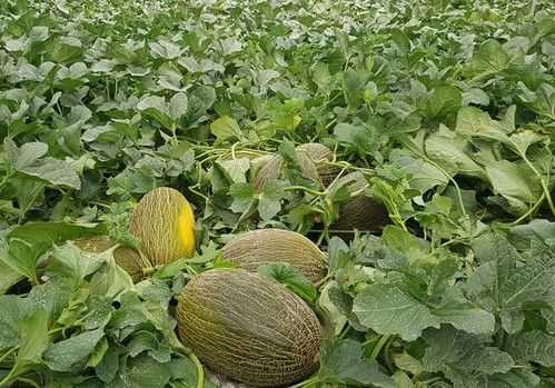 Calidad, sabor y resistencias con los melones Valdemar y Calima