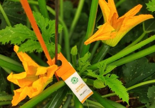 Placas amarillas y Swirski ayudan a prevenir el virus Nueva Delhi en calabacín