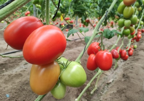 HM.CLAUSE presenta tres novedades en sus jornadas de puertas abiertas de tomate con técnicos
