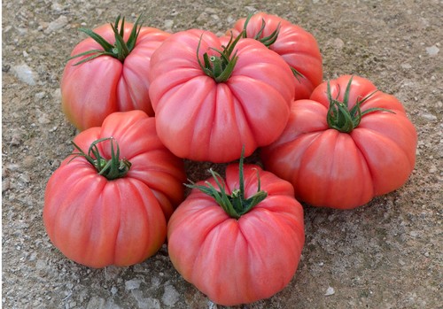 ISI Sementi presenta su gama de tomate tradicional ideal para primavera