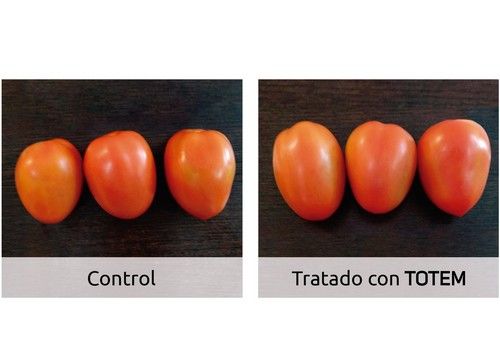 ¿Cómo repercuten los extractos microbianos en el cultivo de tomate?
