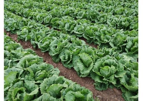 Frabelse ayuda a cuidar el suelo cultivado manteniendo la calidad de la producción con EM AGRO, AON NK y +KAÑA