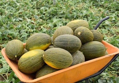 Valentín F1 y Mirambel F1, los piel de sapo con precocidad, cuajado y uniformidad excelentes