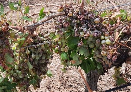 Agroseguro cierra 2021 como el segundo año con mayores indemnizaciones de su historia: 722 millones de euros