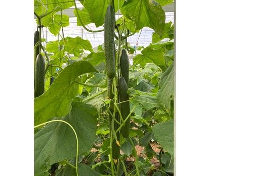 Los precios de las hortícolas almerienses continúan en ascenso en la segunda semana del año