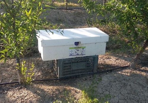 Las colmenas múltiples de Biobest mejoran la polinización del almendro en clima adverso