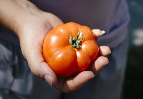 Preocupación por las implicaciones de la reforma laboral en el sector hortofrutícola