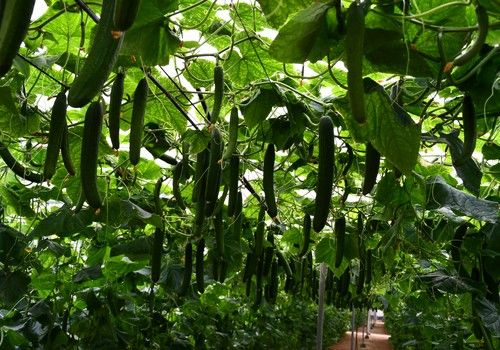 SAKATA presenta el pepino IZAL en su última jornada de campo
