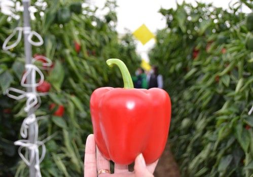 Sibac: el California dual en rojo y verde de SAKATA