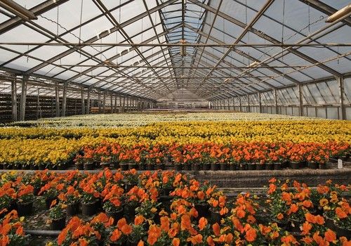 Los viveros españoles produjeron flores y plantas por valor de 900 millones de euros en 2021