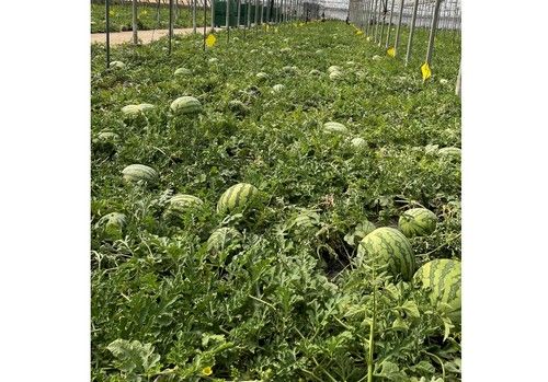 EM AGRO ayuda a incrementar la producción de sandía aumentando a su vez la calidad de los frutos