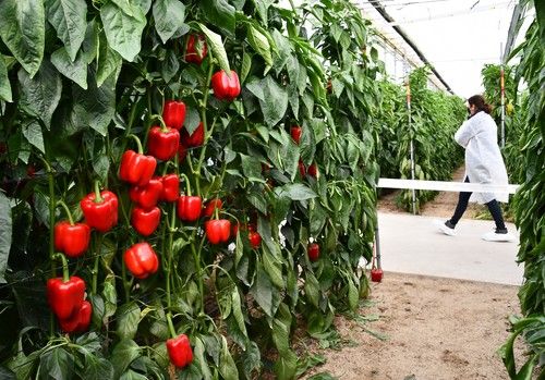 HM.CLAUSE abre las puertas de su finca vitrina de pimiento para mostrar seis novedades de su gama IÓN