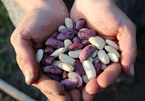 Un experimento de ciencia ciudadana impulsa cultivos 'caseros' de judías para conservar la diversidad agrícola