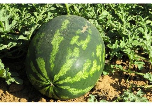 Los buenos precios en calabacín y pepino provocan sobreproducción de melón y sandía en los semilleros almerienses