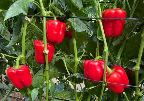 Miller Chemical & Fertilizer, LLC, a la vanguardia de la agricultura en más de 90 países