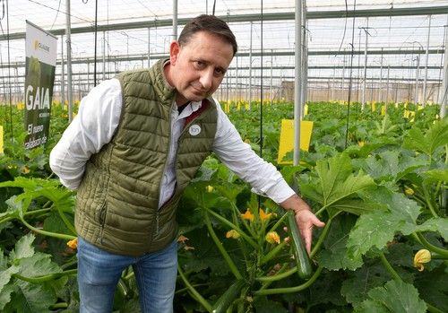 Gaia, el calabacín de alta producción en invierno con excelente postcosecha