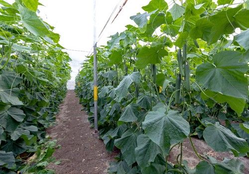 INAGROUP BIOTECH S.L. presenta el bioprotector Bio Solbacter® certificado para agricultura ecológica
