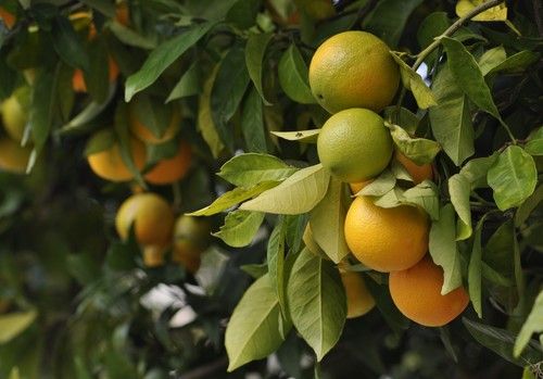 Casi el 90% de los agricultores y ganaderos confirman su intención de renovar su póliza de seguro agrario