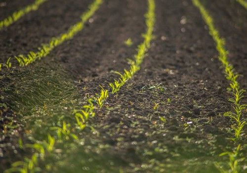 Cooperativas Agro-alimentarias también se suma a la manifestación del 20 de marzo en defensa del mundo rural