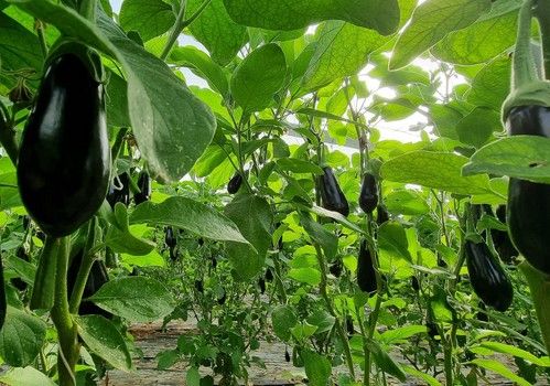 Vanesa, la berenjena de Semillas Fitó, demuestra su buen color y producción homogénea durante todo el ciclo