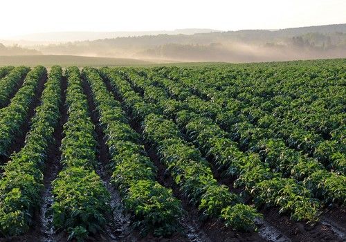 Bayer presenta sus avances en I+D para la industria agrícola