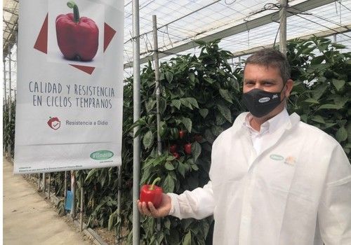 Calidad y producción se aúnan en el portfolio de pimiento de Vilmorin-Mikado