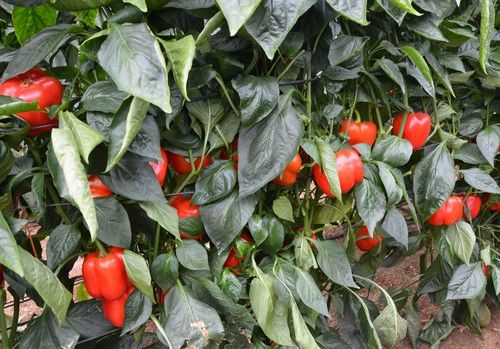 Los ‘R€npimientos’ de Top Seeds
