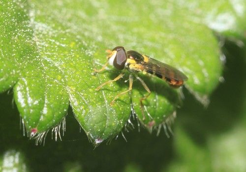 COEXPHAL anima a los agricultores a intensificar el control biológico en primavera