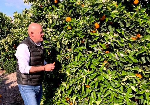 Trianum® previene las enfermedades fúngicas de los cítricos causadas por la elevada humedad tras las lluvias