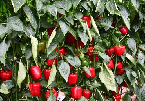 Sacar el máximo rendimiento al cultivo es  posible gracias a la tecnología Denso®