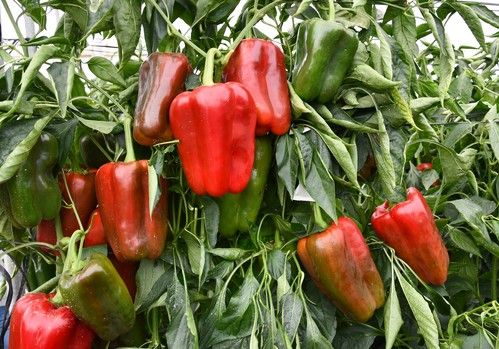 Esopo, el lamuyo de Meridiem Seeds,  atrae el interés de las cadenas de supermercados por su tamaño, color rojo intenso y larga conservación en los lineales
